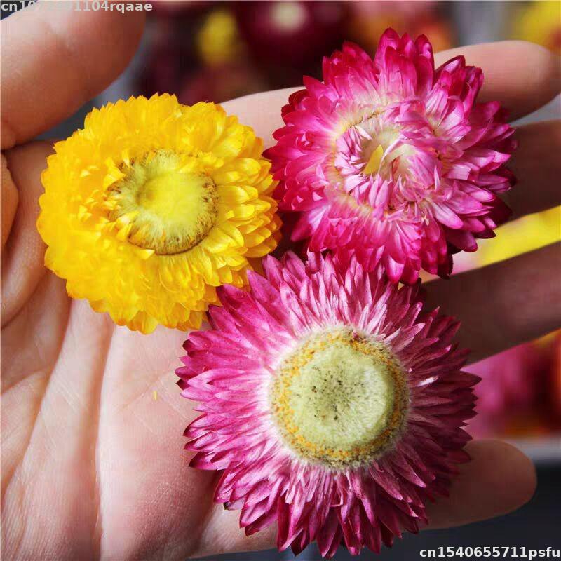 Candle Making Material Wholesale - %100 Doğal Kurutulmuş Çiçekler Bracteantha Bracteata
