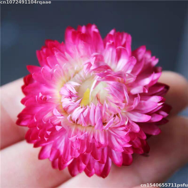 %100 Doğal Kurutulmuş Çiçekler - Candle Making Material Wholesale incelemesi ve fiyatı